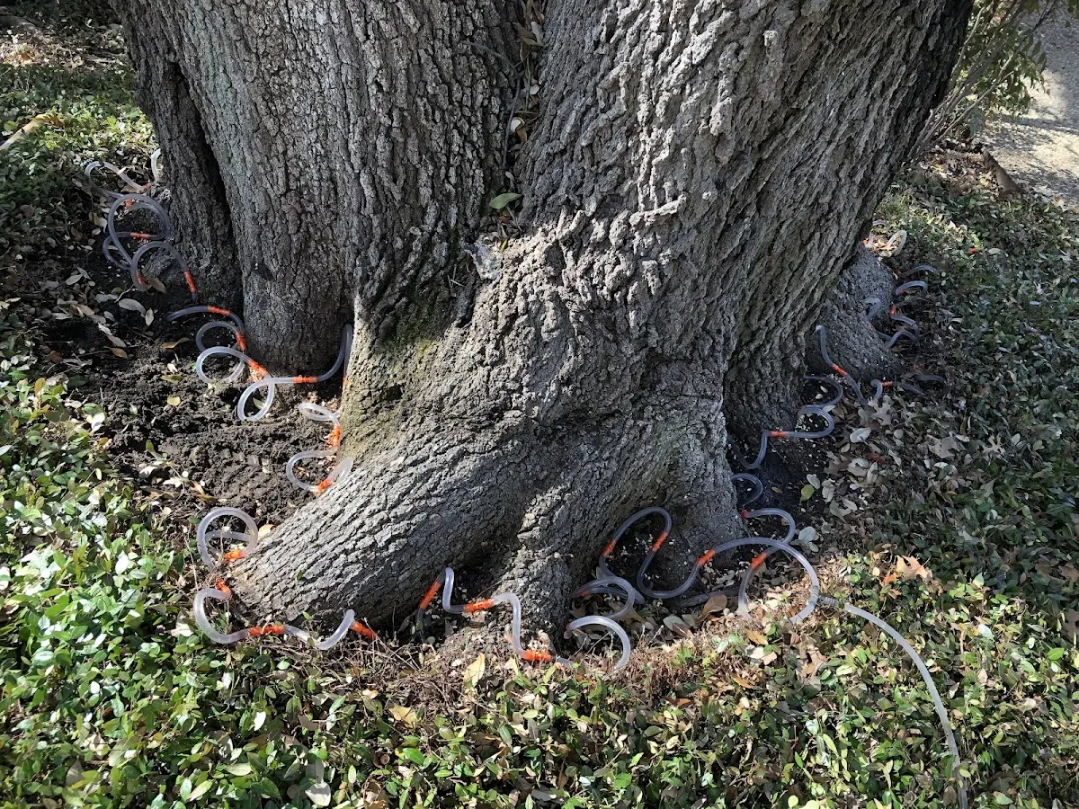 Detailed Tree Cabling and Bracing job site in Dover