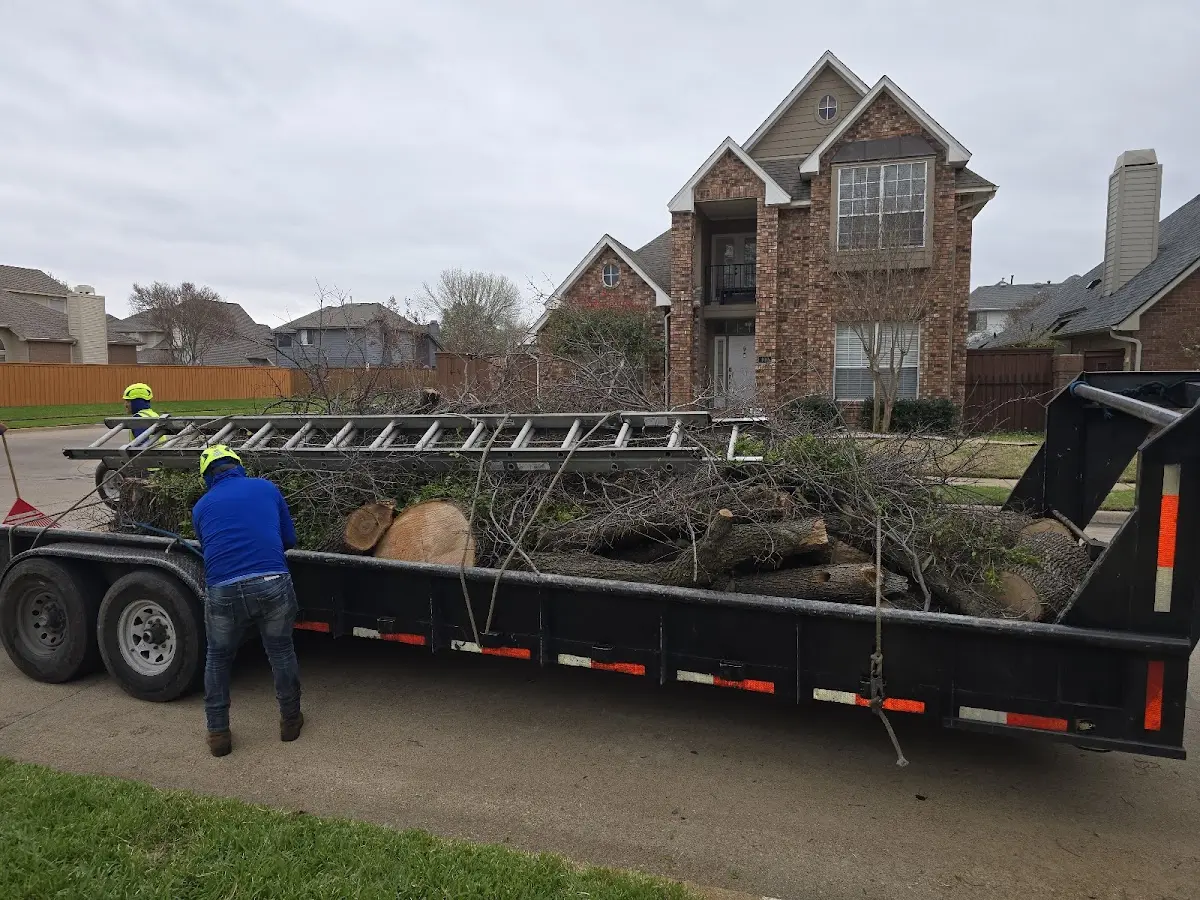 Expert Tree Removal with proper safety equipment in Dover